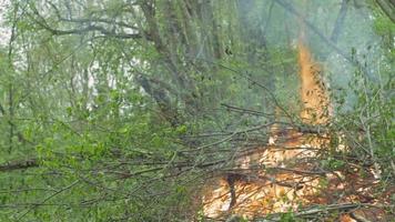 Burning bushes and tree cuttings in the forest. video