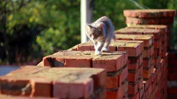 gato em cima do muro video