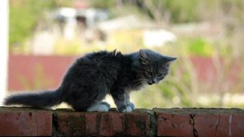 Katze auf einem Zaun