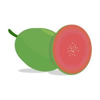 Fresh guava fruit on white background. Vector illustration. EPS 10.
