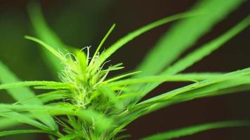 vidéo en gros plan d'une plante de cannabis en fleurs sur fond noir. video