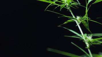 Close-up video of a flowering cannabis plant on a black background.