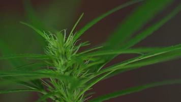 Close-up video of a flowering cannabis plant on a black background.