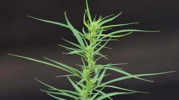 Close-up video of a flowering cannabis plant on a black background.