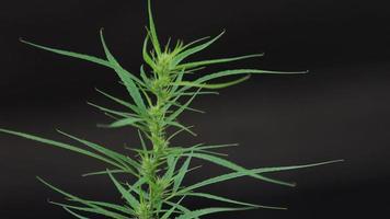 Close-up video of a flowering cannabis plant on a black background.