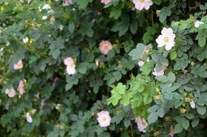 Rosa canina or dog roses in bloom outdoors under daylight photo