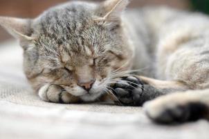 Close up of a sad and lazy tabby cat napping on the couch outdoors in evening photo