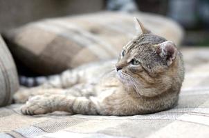 Close up of a sad and lazy tabby cat napping on the couch outdoors in evening photo