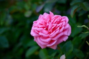 Coral rose flower on dark green blurred background photo