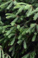 Fluffy green fir tree brunch close up. Christmas wallpaper concept with copy space