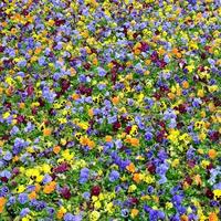 flores multicolores de pensamiento o pensamientos de cerca como fondo o tarjeta foto