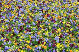 Multicolor pansy flowers or pansies close up as background or card photo