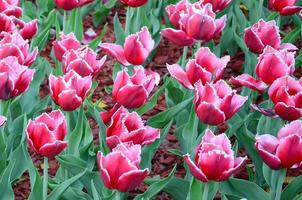 imagen de hermosos tulipanes en la profundidad superficial del campo de cerca foto