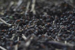 Ants crawling in the anthill. Macro image. photo