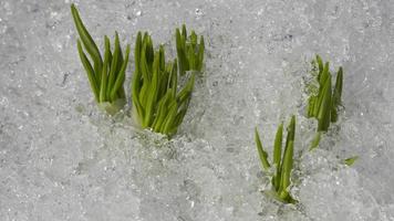 Snow melts in spring on a sunny warm day. Green sprouts grow under the snow