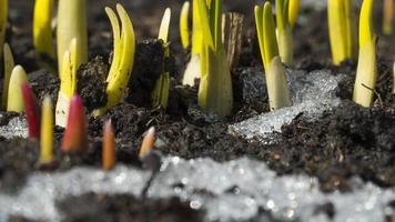 Snow melts in the garden. Time lapse of snow melting in spring and the growth of green shoots of flowers