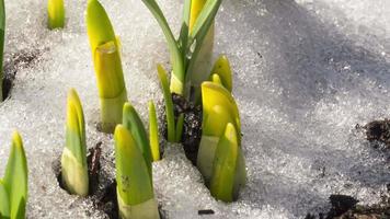 lasso di tempo, neve si scioglie e fiori crescere nel primavera video