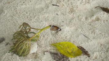 borboleta monarca danaus plexippus alimentando-se de perto, câmera lenta video