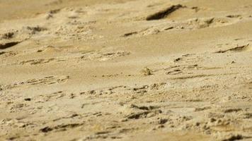 un granchio fantasma che scava la sabbia per fare un buco sulla spiaggia video