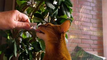 Abyssinian cat eat delicacy cream soup from tube video