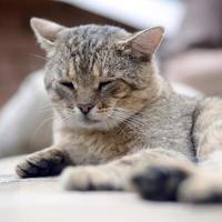 Close up of a sad and lazy tabby cat napping on the couch outdoors in evening photo
