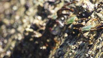 Granchi su un' tropicale isola. Granchi sedersi su un' pietra e crogiolarsi nel il sole. sfocato mare onda nel il sfondo video