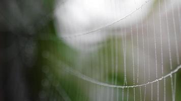 Close up view of spider web coverd with drops of moist with green leafs on the background. Rack focus. video