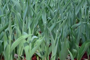 Lots of green stems from red tulips grow in a flowerbed photo