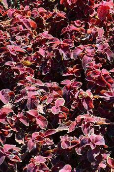 ortiga pintada, fondo de hojas variegadas decorativas. hojas rojas y verdes de la planta de coleo foto