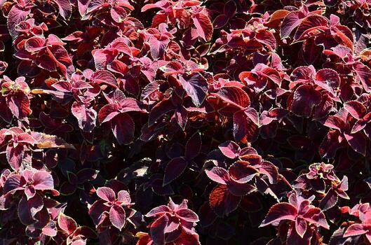 ortiga pintada, fondo de hojas variegadas decorativas. hojas rojas y verdes de la planta de coleo foto