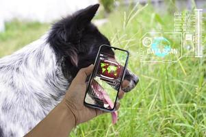 The concept of using artificial intelligence to find lost or lost pets. photo