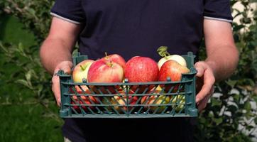 Farmer holding a plastic crate with freshly picked apples. Harvesting fruit in garden at autumn. Red apple from organic farm. Red yellow apples in a plastic crate. Template for advertising. Close-up. photo