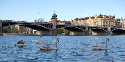 White swans with orange beak and ducks swim in lake on background of bridge in Prague, Czechia. Magical landscape with wild bird and reflection in water. Swan cleans its feathers. photo