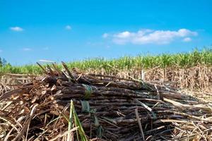 caña de azúcar, cosecha de caña de azúcar en campos de caña de azúcar en la temporada de invierno, tiene vegetación y frescura. muestra la fertilidad del suelo foto