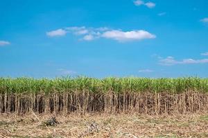 caña de azúcar, cosecha de caña de azúcar en campos de caña de azúcar en la temporada de invierno, tiene vegetación y frescura. muestra la fertilidad del suelo