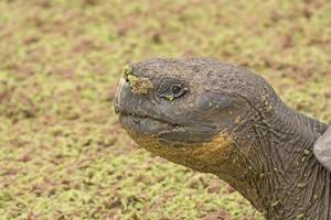 Galapagos Tortoise in a Verdant Pond photo