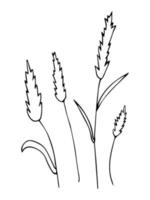 Set of hand drawn outline wheat, black botanical illustrations isolated on white background. Doodle drawing vector