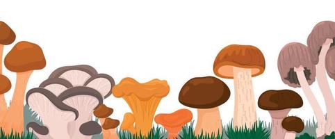 A banner of various mushrooms. Vector illustration of fungus. Drawing of voluminous fungi.