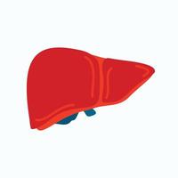 Vector illustration of an isolated liver. Detailed organ structure, front view.