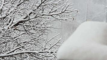 Trees in snow, winter time video