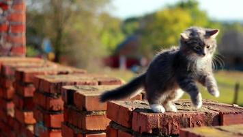 Katze auf einem Zaun