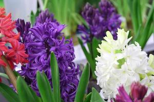 Colorful hyacinths in the garden photo