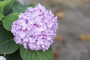 Pink Hydrangea flower bloom on tree in the garden. photo