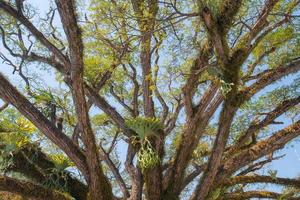 la hermosa rama del árbol samanea saman. foto