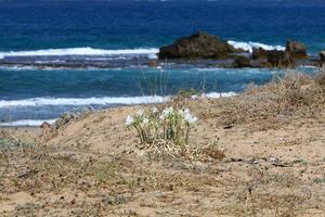 pancrasium crece en la arena a orillas del mar mediterráneo. foto
