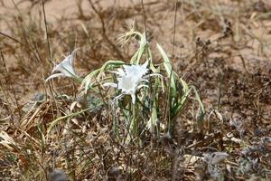 Pancrasium grows on the sand on the shores of the Mediterranean Sea. photo