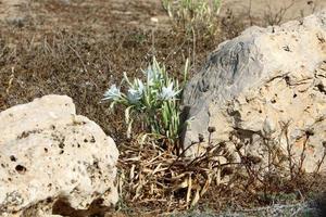 pancrasium crece en la arena a orillas del mar mediterráneo. foto