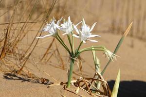 Pancrasium grows on the sand on the shores of the Mediterranean Sea. photo