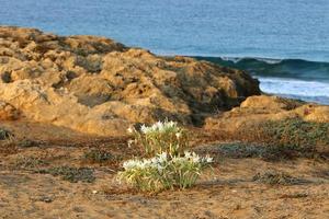 Pancrasium grows on the sand on the shores of the Mediterranean Sea. photo