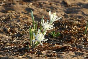 Pancrasium grows on the sand on the shores of the Mediterranean Sea. photo